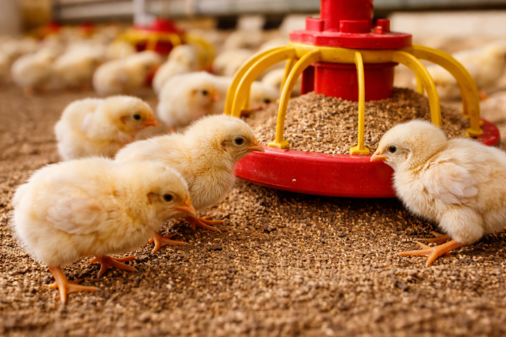 Cum hrănești corect puii pentru creștere maximă și cost minim