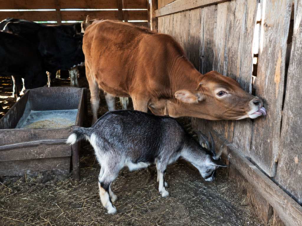 Animalele ling pământ, lemn sau pereți: ce poate lipsi din rație