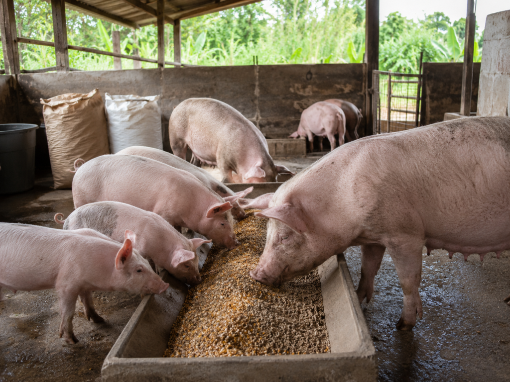Furaj complet sau amestec cu cereale pentru porci